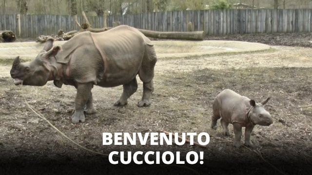 Baby rinoceronte debutta allo zoo di Malines