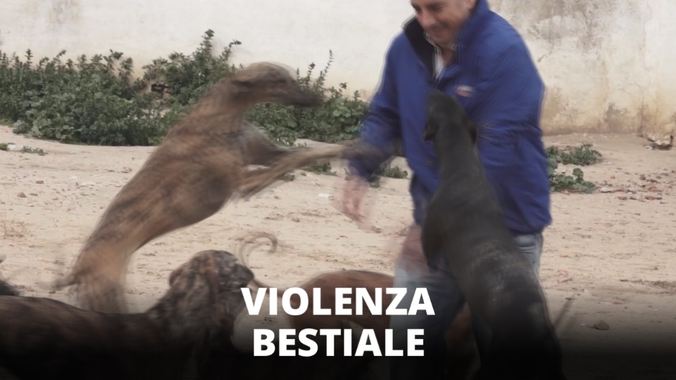 Spagna, le vere vittime della caccia sono i levrieri
