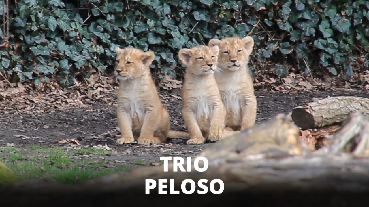 Belgio, i primi passi di tre cuccioli di leone persiano