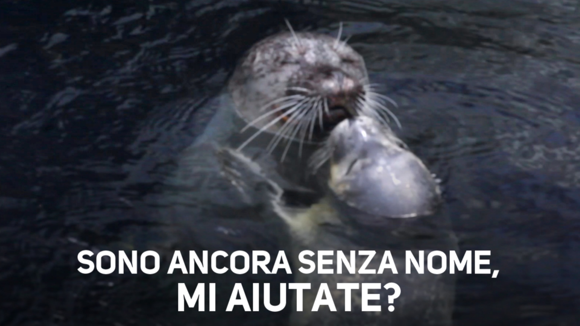 AAA nome foca cercasi: contest all'acquario di Genova