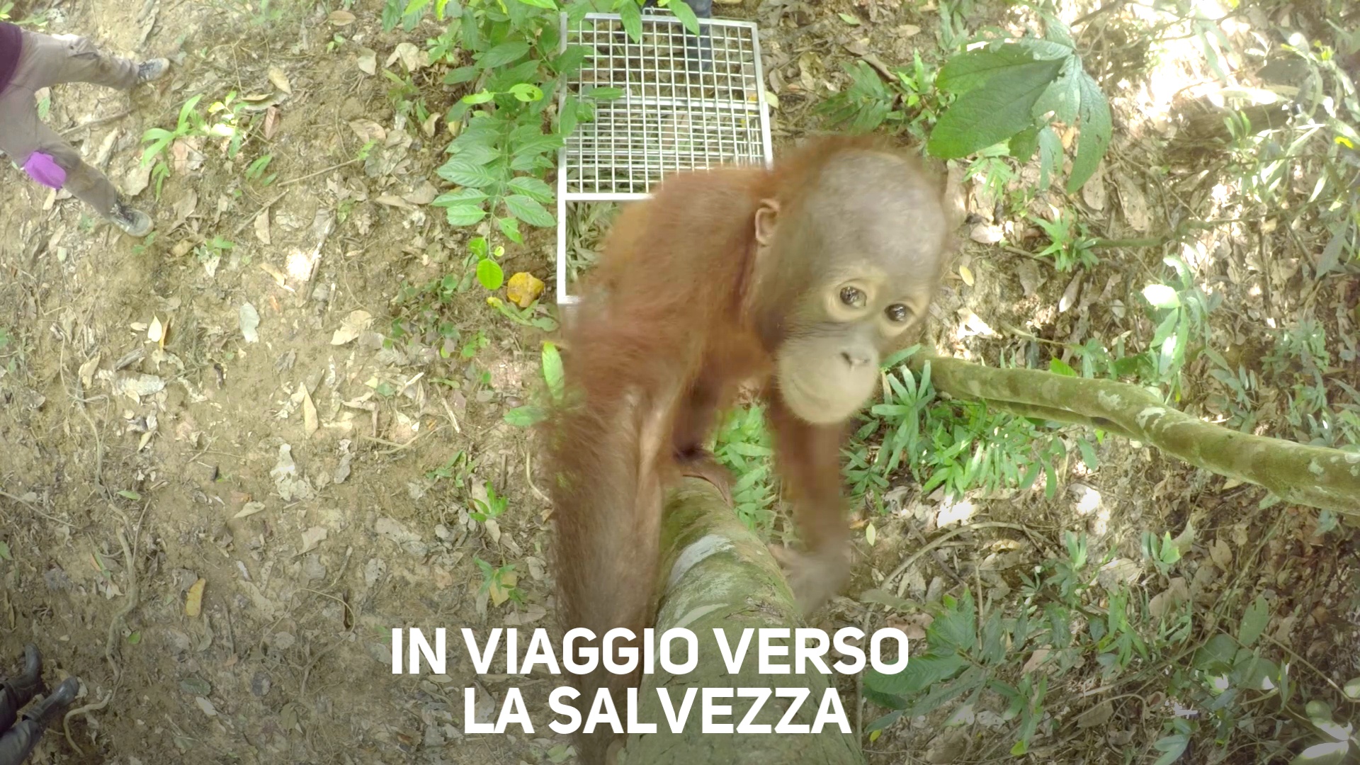 Orangotango in viaggio verso la liberta'