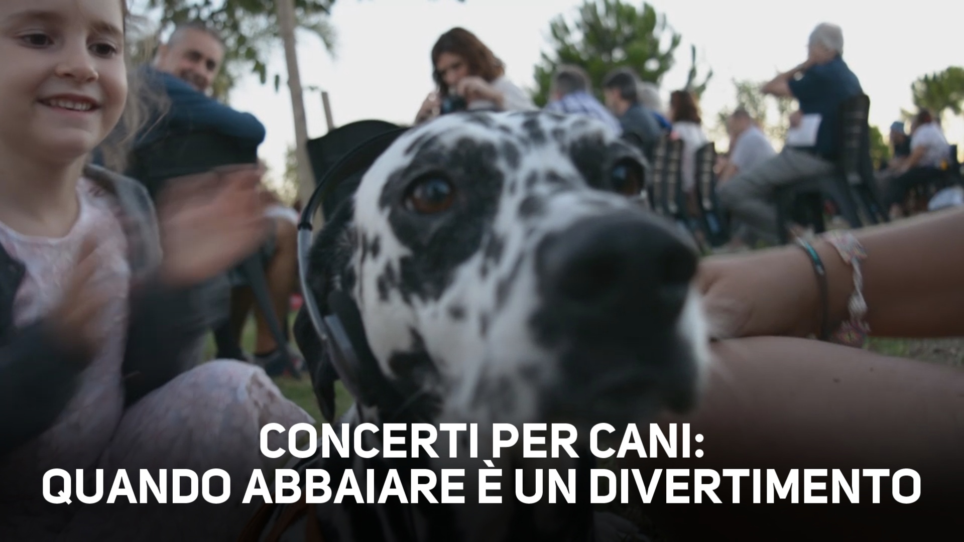 3 ragioni per portare il tuo cane a un concerto