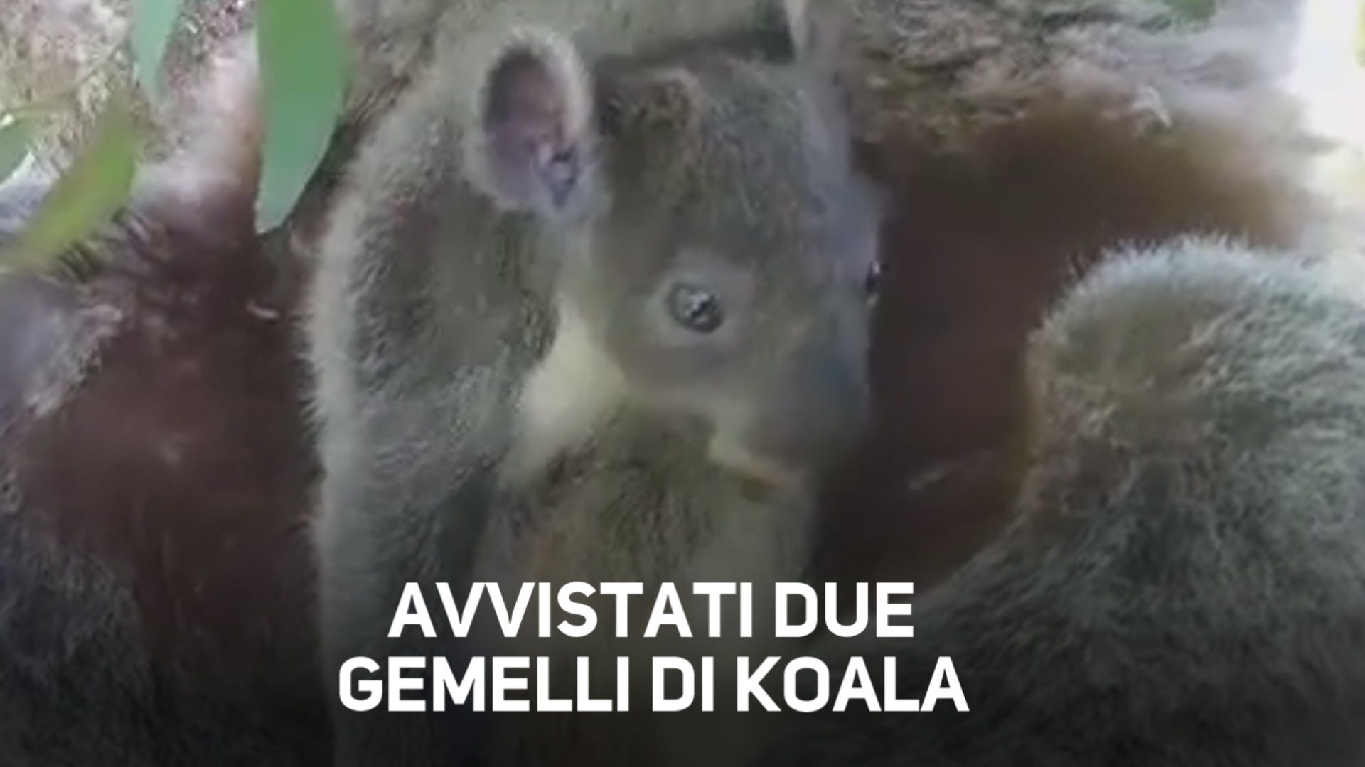 Gemellini di Koala, l'avvistamento che fa sognare