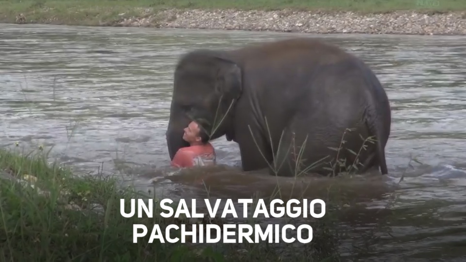 Incredibile: uomo alla deriva salvato da un elefante