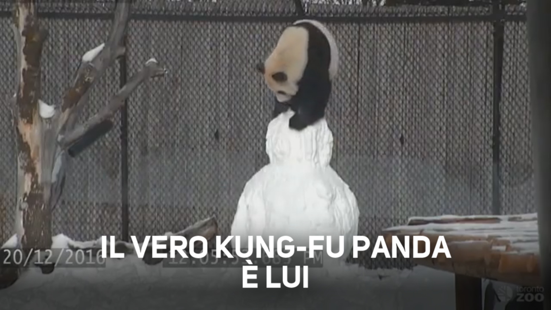 Panda contro pupazzo di neve? Finisce 1 a 0