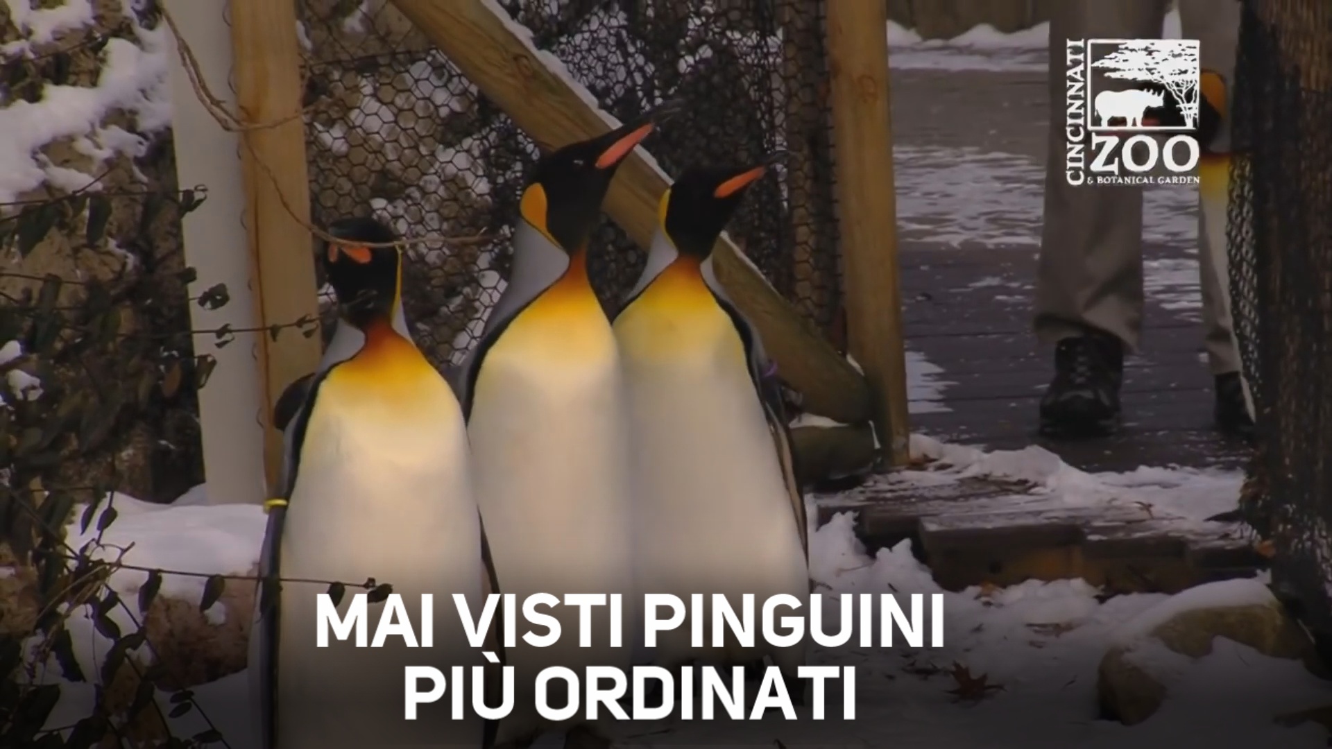 Avete mai visto una parata di pinguini?