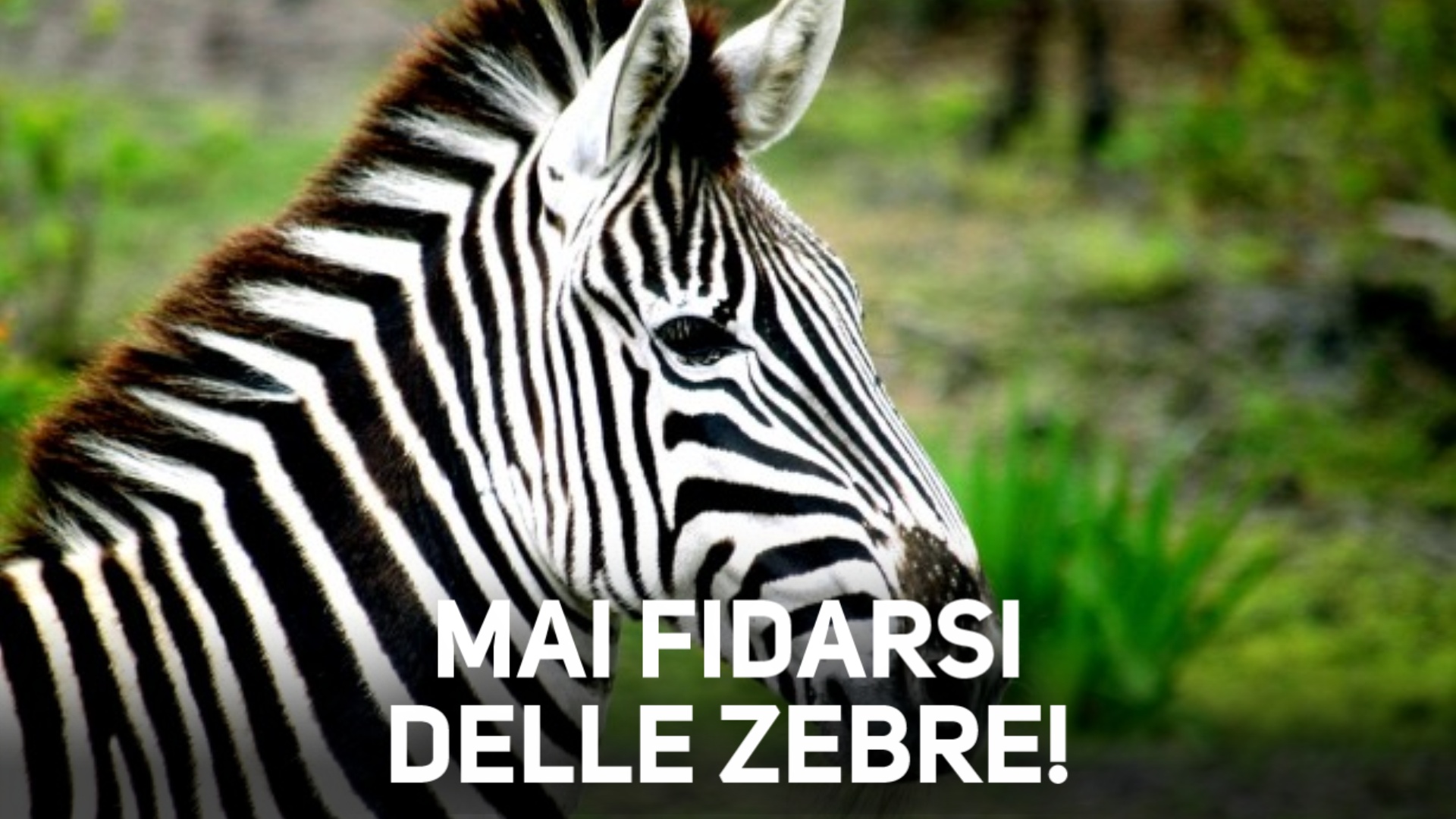 Le zebre sono animali mansueti? Ricredetevi!