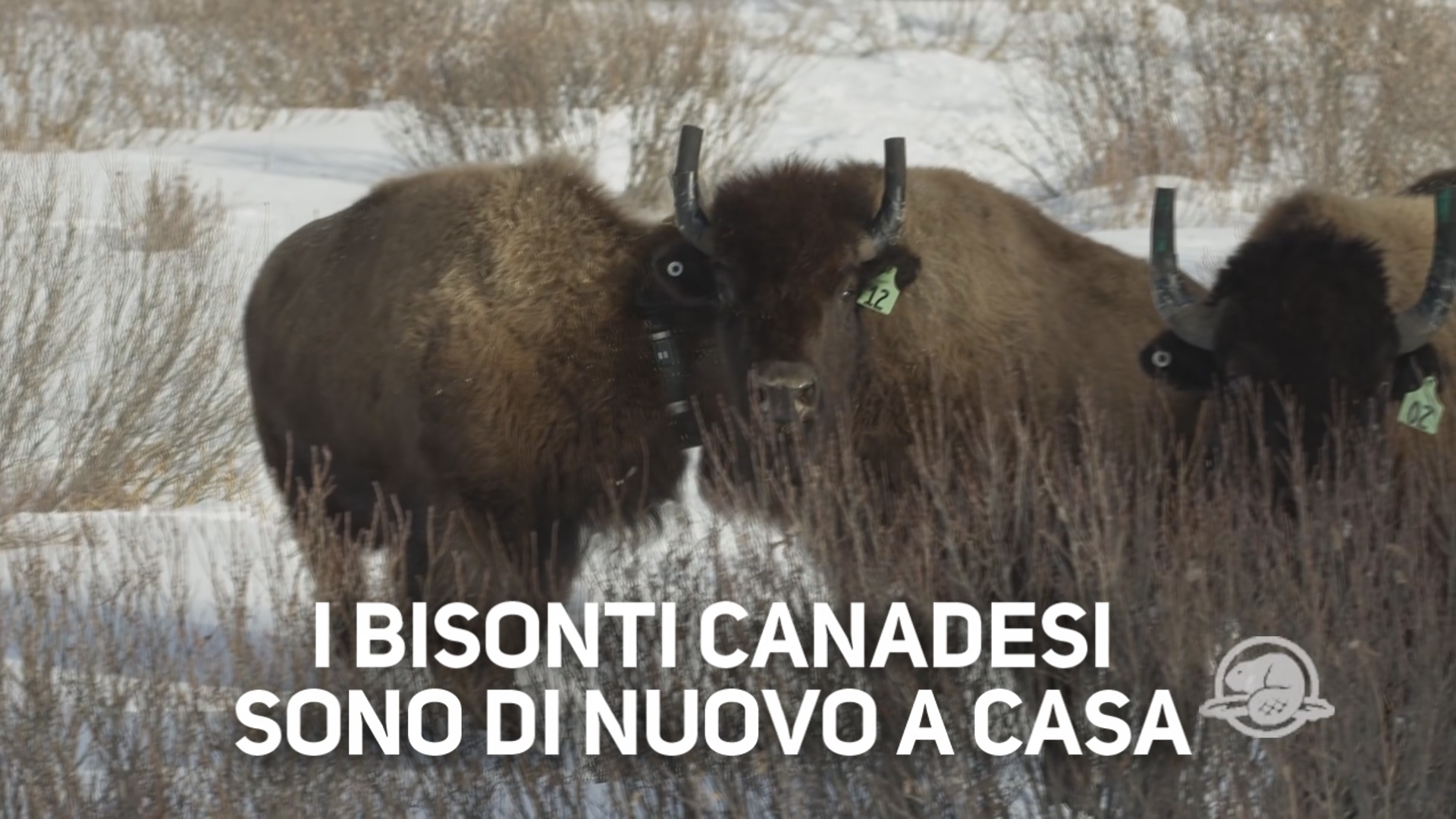 I bisonti tornano a casa: che meraviglia!