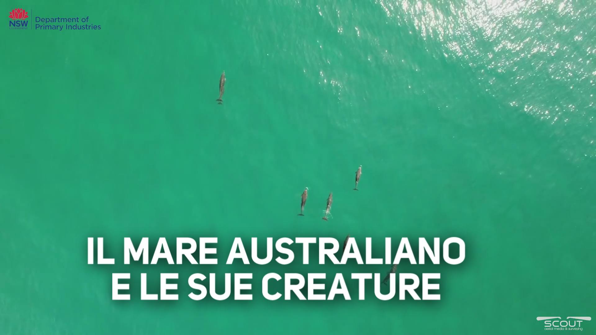 Drone individua uno squalo bianco vicino a un surfista