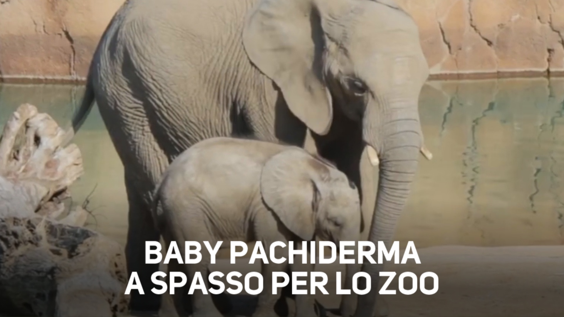 Baby elefante: la prima passeggiata primaverile