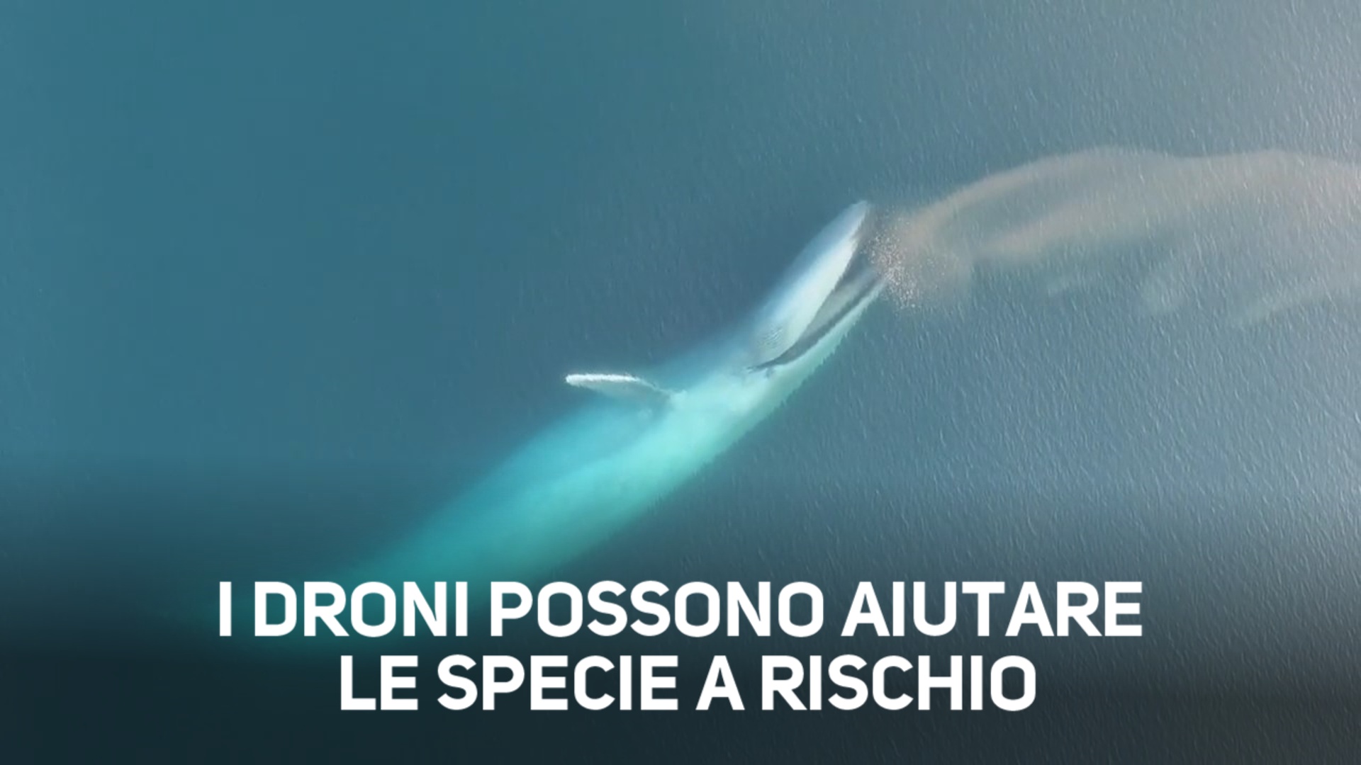 Le balene blu riprese da un drone in Nuova Zelanda