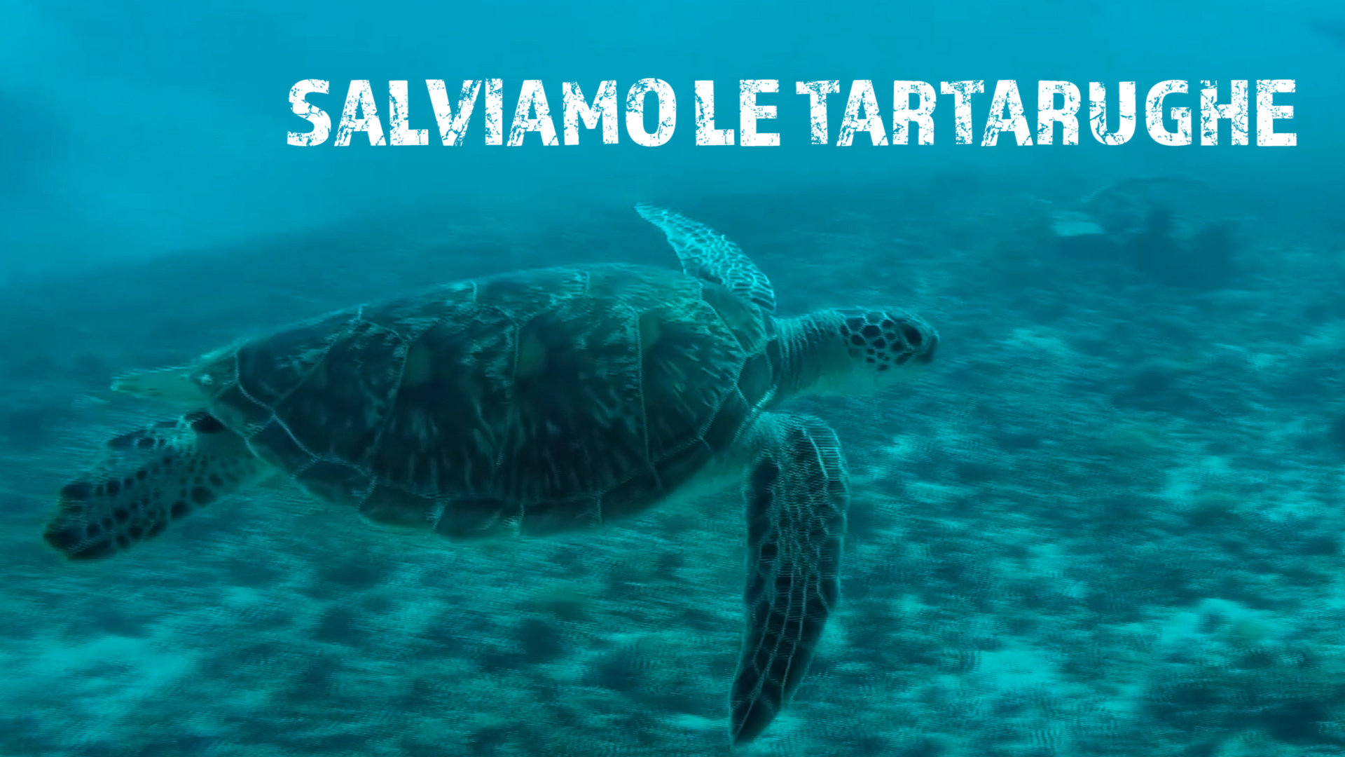 Meraviglia: a Bali le tartarughe marine tornano libere