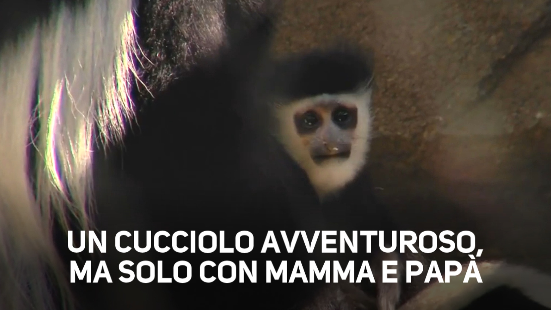 Una scimmietta paurosa: esce solo con la mamma!
