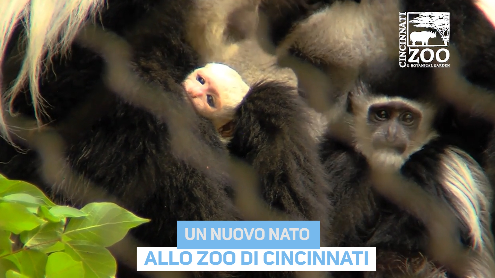 Un nuovo nato allo Zoo di Cincinnati