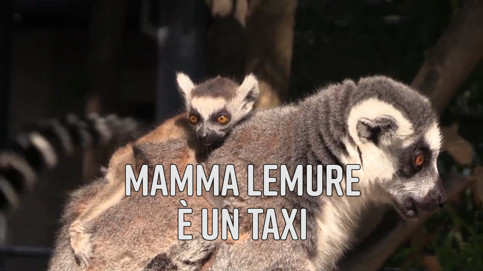 Mamma lemure e'... un taxi!