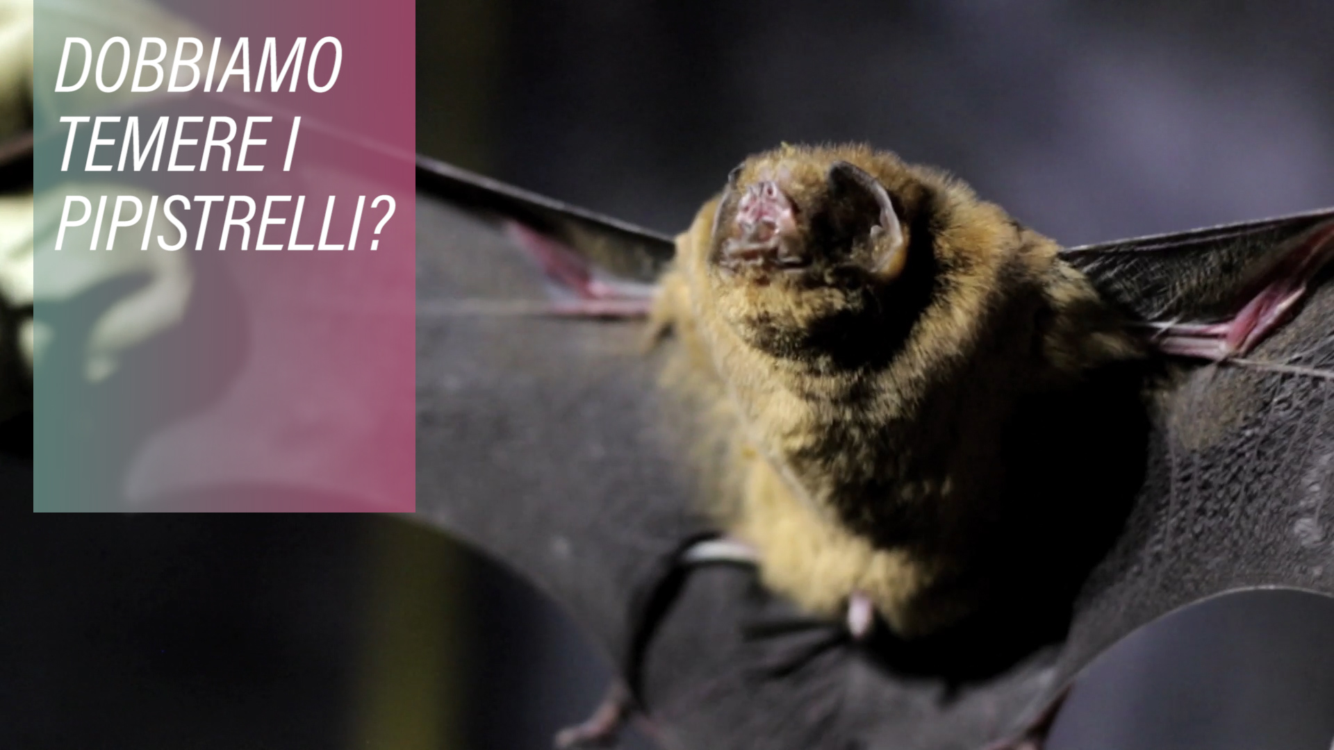 Dobbiamo avere paura dei pipistrelli?