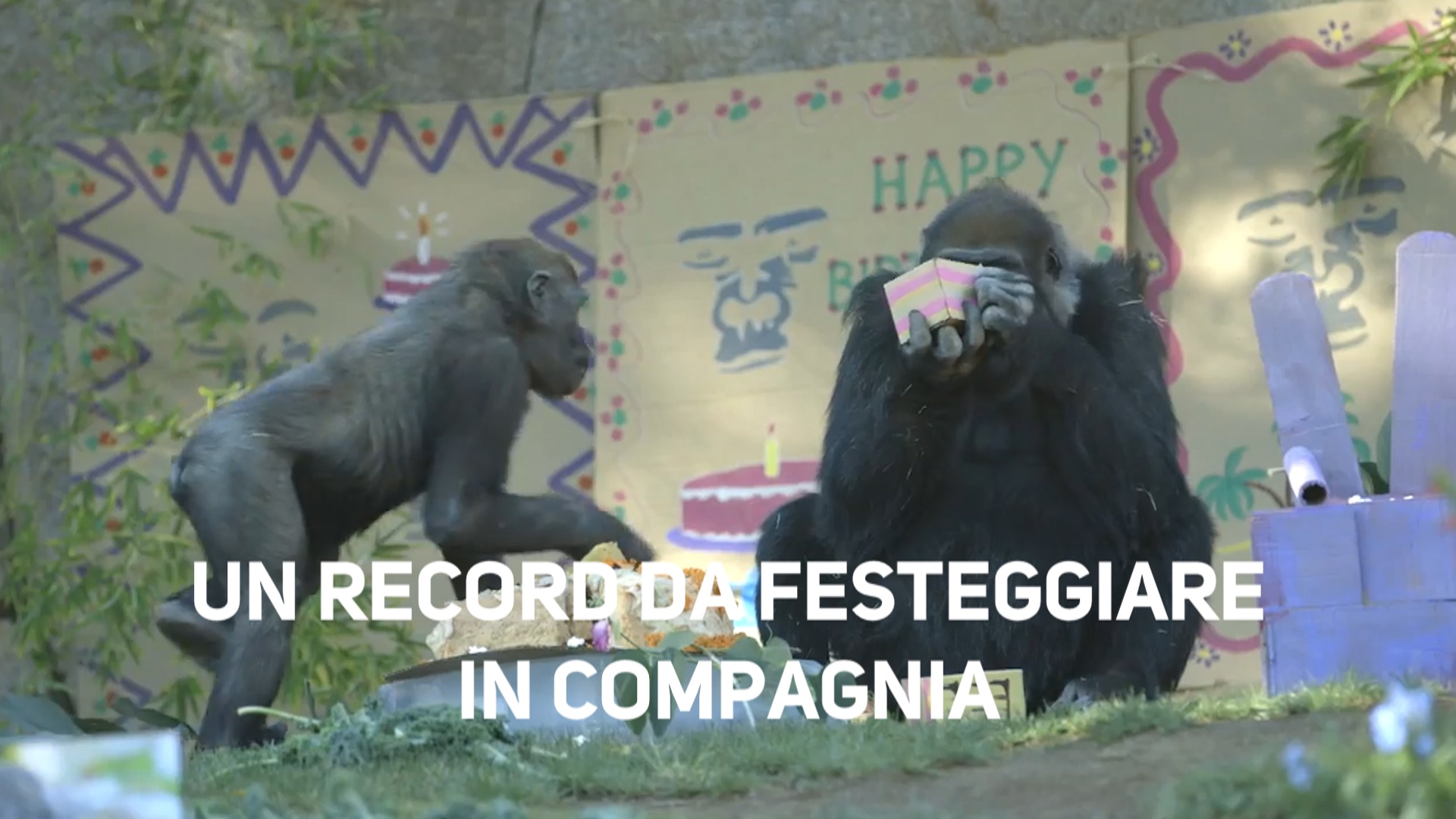 Auguri alla seconda gorilla pie' anziana del mondo